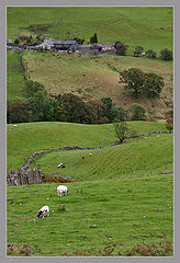photo "The white on green."