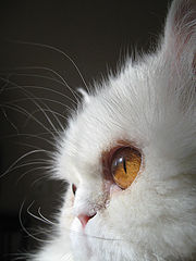 photo "***"