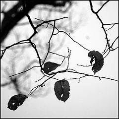 photo "***"