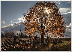 photo "Maple mood"