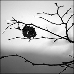 photo "***"