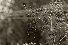photo "***"