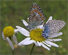 photo "Argus butterflies"