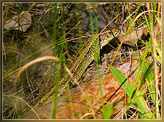 photo "The sight from a grass"