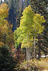 photo "Utah Aspen"