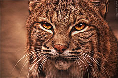 photo "Bobcat"