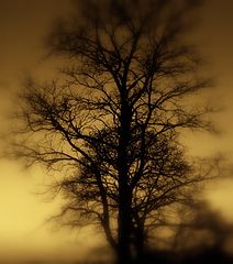 photo "***"