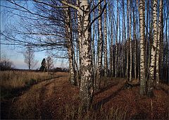 фото "Вечер в березовой роще"