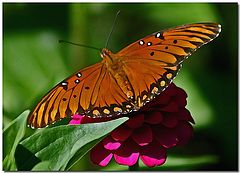 photo "Autumn Monarch"
