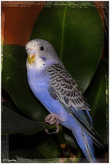 photo "***"