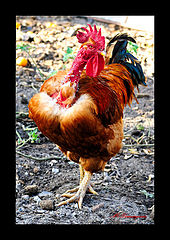 photo "The King"