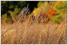 photo "autumn colors: dry"
