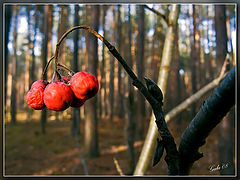 photo "Autumn berries"