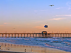 фото "Bird and the Kite"