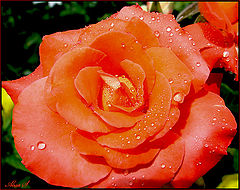фото "Роза."