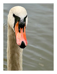 photo "Swan"