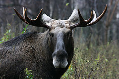фото "Ноябрьский"
