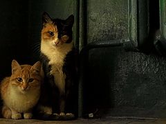 photo "***"