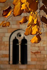 фото "Leaves"