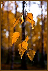 photo "autumn..."