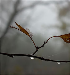 photo "***"