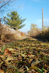 photo "***"