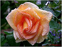 photo "Rose"