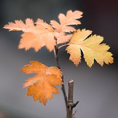 photo "***"