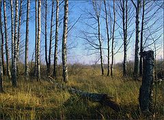фото "Маленькая лесная трагедия"