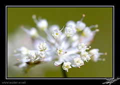фото "Big up"