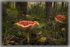 photo "Poisonous beauty"