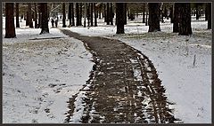 photo "November"