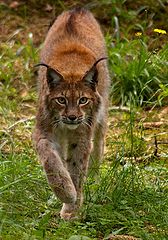 photo "lynx"