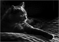 photo "On the other side of dream"