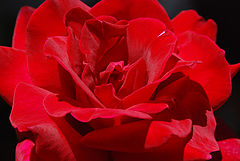 photo "For Silvia"