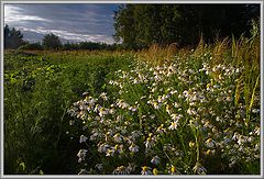 photo "About camomiles"