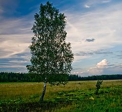 фото "Во-поле березка стояла-2"
