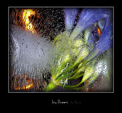 photo "icy flowers"