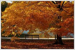 photo "autumn bench"