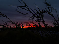 photo "A Premonition"