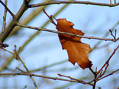 photo "***"