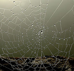 фото "THE WEB"