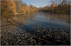 photo "Leaf fall"