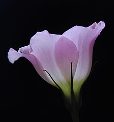 photo "Forms & Lines"