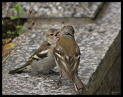 фото "breakfast"
