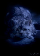 photo "Hunter"