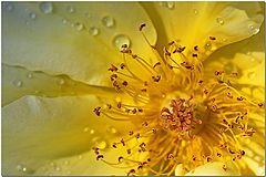 фото "Touch Of The Hydra"