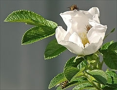 photo "* * *"