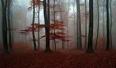 photo "***"