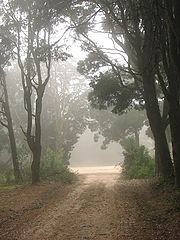 album "Hazy woods"